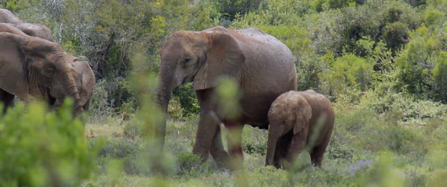 From Cape Town: 5-Day Best of Garden Route and Addo Safari - Tsitsikamma National Park: bungy, zipline, and suspension-bridge views