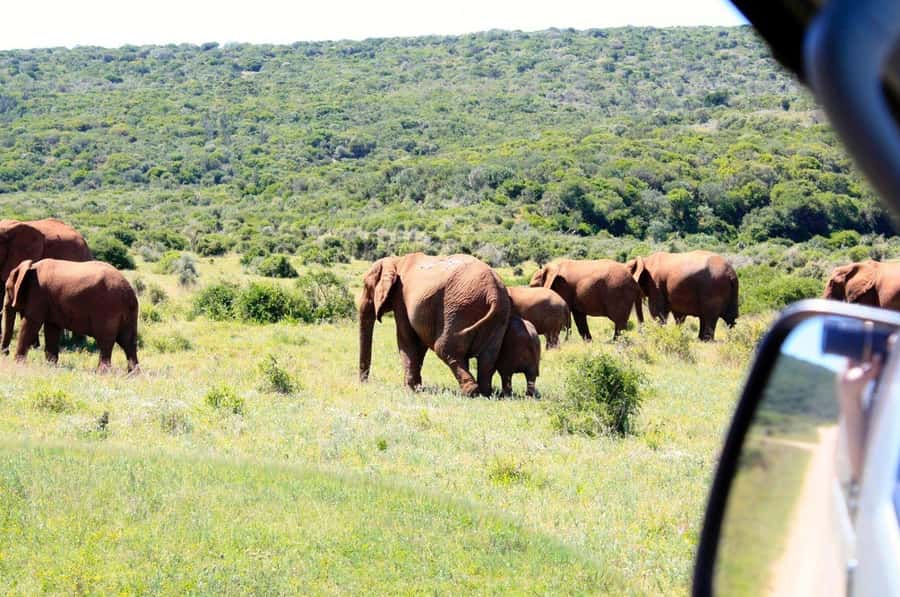 From Cape Town: 5-Day Best of Garden Route and Addo Safari - Day 1: Route 62 wine stop and the ride to Oudtshoorn
