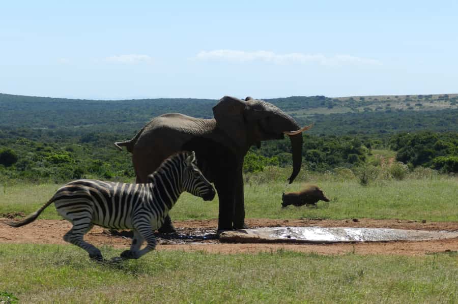 From Cape Town: 5-Day Garden Route & Addo Elephant Park Tour - Day 2 Knysna and Plettenberg Bay: The Garden Route Coast Begins