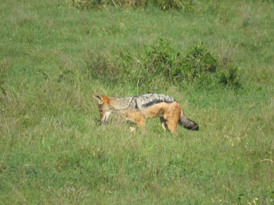 From Cape Town: 5-Day Garden Route & Addo Elephant Park Tour - Day 3 Tsitsikamma Hanging Bridge and Addo Elephant Park Wildlife Time
