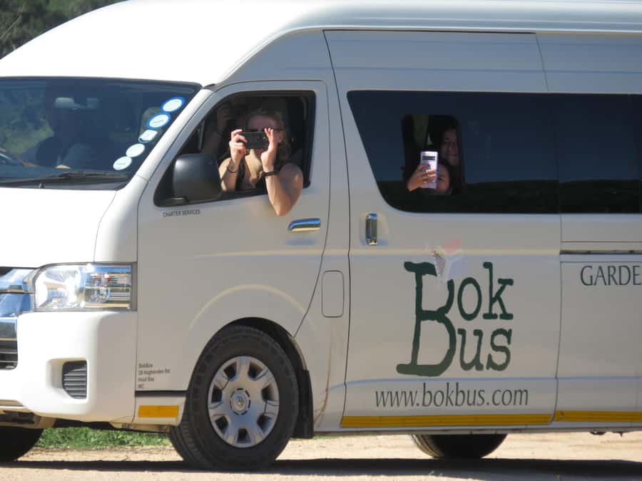 From Cape Town: 5-Day Garden Route & Addo Elephant Park Tour - Day 4 Bloukrans Bungee and a Late-Afternoon Safari at Garden Route Game Lodge