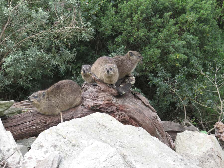 From Cape Town: 5-Day Garden Route & Addo Elephant Park Tour - Who Should Book This Garden Route and Addo Combination