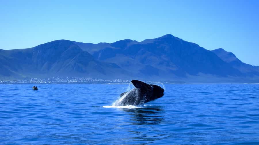 From Cape Town: 5-Day Garden Route & Addo Elephant Park Tour - Day 1 to Oudtshoorn: Cango Caves, Ostrich Farm, and the Little Karoo Start