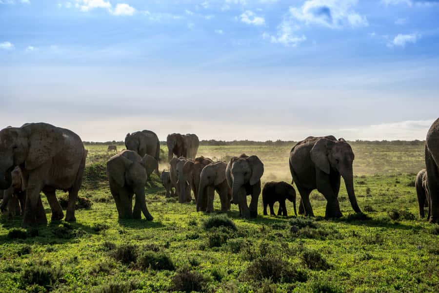 From Cape Town: 7-Day Garden Route, Addo and Winelands Combo - Should you book this Garden Route, Addo and Winelands combo?