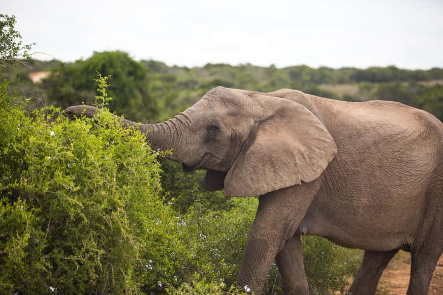 From Cape Town: 7-Day Garden Route, Addo and Winelands Combo - Addo Elephant National Park: getting your first proper wild-animal day