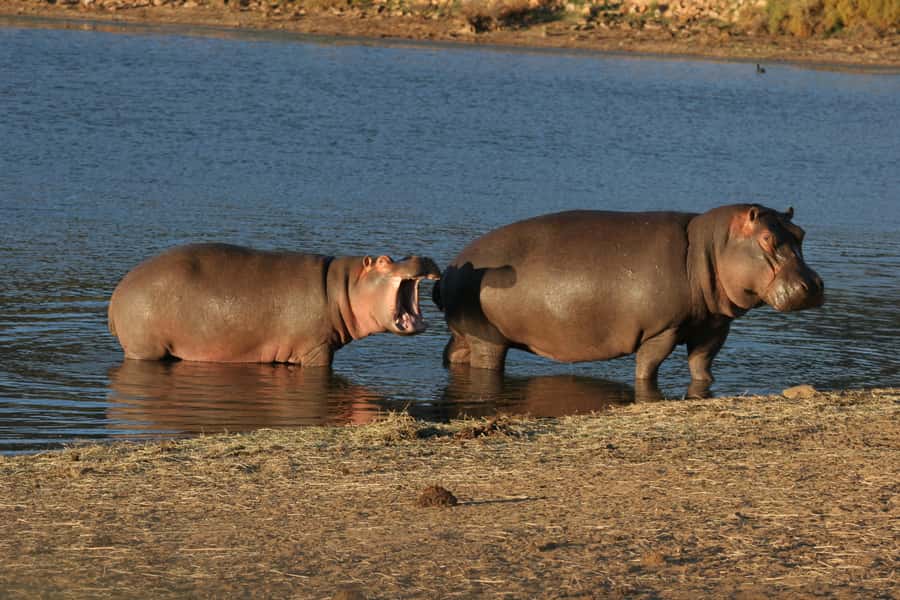 From Cape Town: Aquila Game Reserve Safari Tour with Lunch - Should You Book This Safari Day Trip?