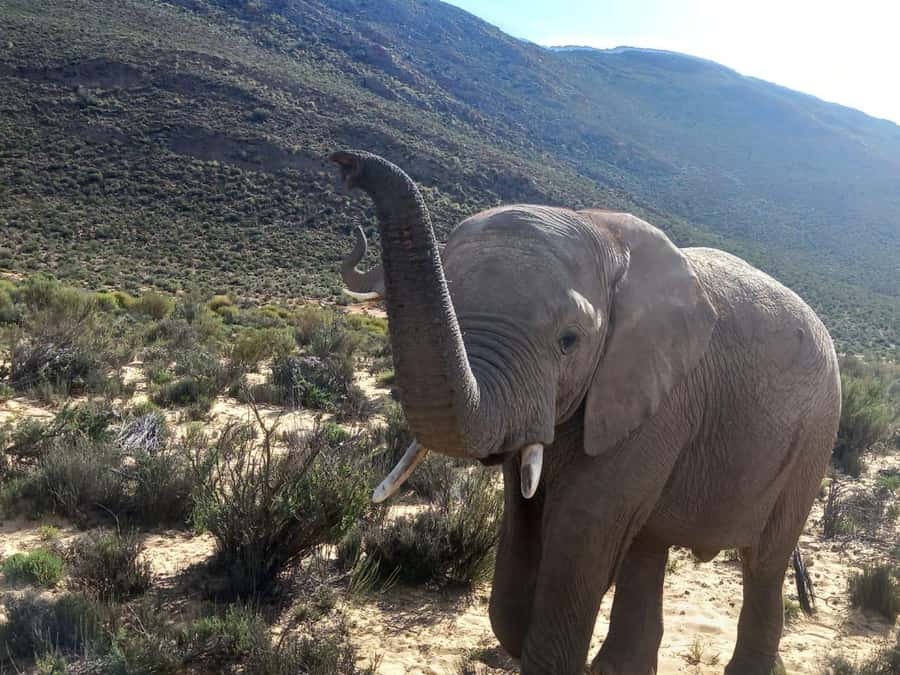 From Cape Town: Aquila Game Reserve Safari Tour with Lunch - The Open-Vehicle 3-Hour Game Drive: How the Safari Actually Feels