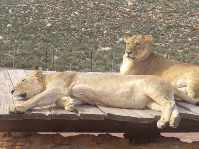 Aquila Game Reserve Safari Tour with Lunch
