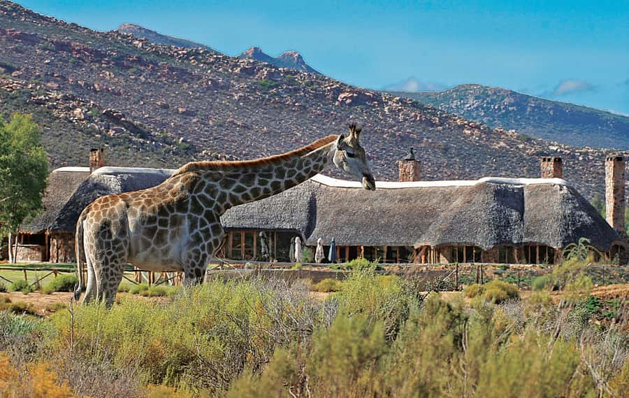 From Cape Town: Aquila Game Reserve Safari Tour with Lunch - Big Five Reality Check: What’s Promised vs. What’s Uncertain
