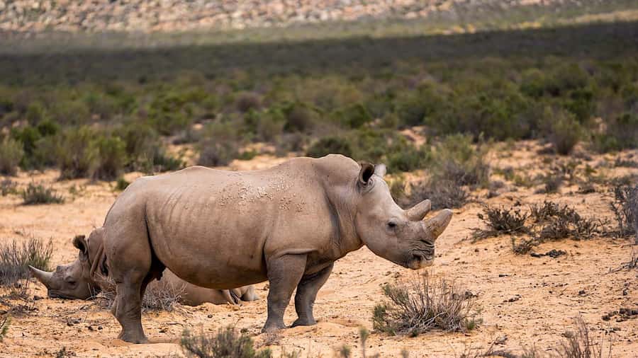 From Cape Town: Aquila Game Reserve Safari Tour with Lunch - The “Scenery Breaks” Between Safari Moments
