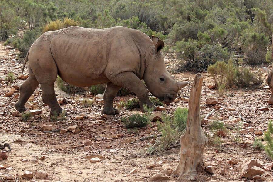 From Cape Town: Aquila Game Reserve Safari Tour with Lunch - Price and Value: Is $342 Worth It?
