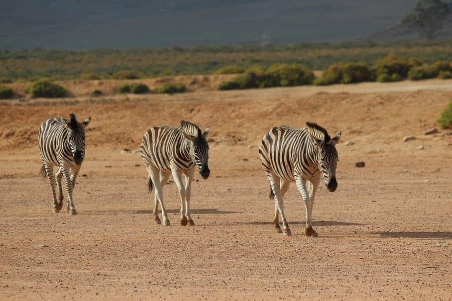 From Cape Town: Aquila Game Reserve Safari Tour with Lunch - Who This Aquila Safari Day Trip Fits Best
