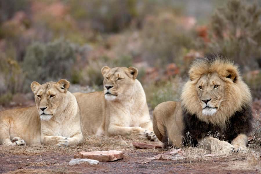 From Cape Town: Aquila Game Reserve Safari Tour with Lunch - Tips to Make Your Day Go Smoothly