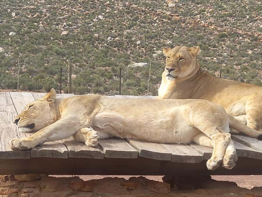 From Cape Town: Aquila Game Reserve Safari Tour with Lunch - Welcome Drink and Buffet Lunch: Where the Day Gets Real