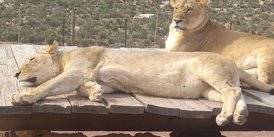 From Cape Town: Aquila Game Reserve Sunset Game Drive - Should you book it, or choose something else?