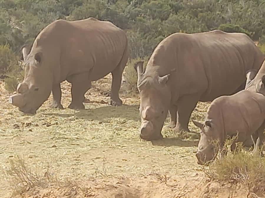 From Cape Town: Aquila Game Reserve Sunset Game Drive - Arrival at the reserve, welcome drinks and time to reset