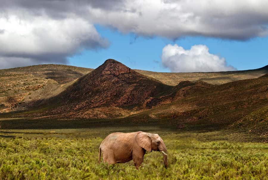From Cape Town: Big Five Game Reserve with Lunch - Key highlights to look for on this Aquila Big Five day trip