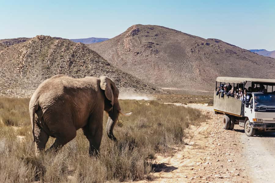 From Cape Town: Big Five Game Reserve with Lunch - Practical tips that help you get better sightings