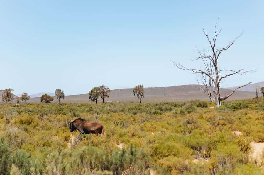 From Cape Town: Big Five Game Reserve with Lunch - The two-hour open-vehicle game drive: Big Five odds and real viewing tips