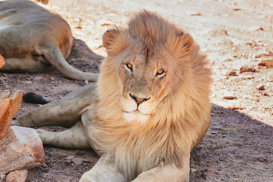 From Cape Town: Big Five Game Reserve with Lunch - Who this day trip suits best, and who might want a different plan