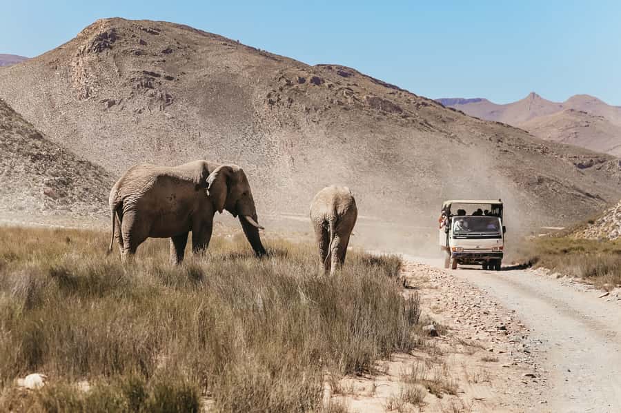 From Cape Town: Big Five Game Reserve with Lunch - Price and value: what $236 includes, and why it can still be a smart buy