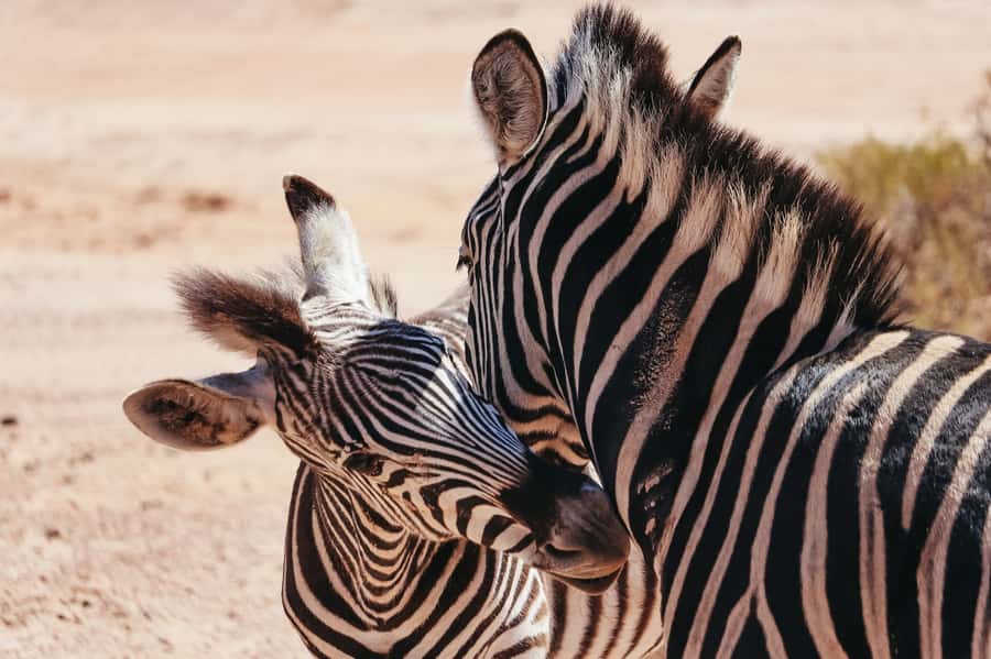 From Cape Town: Big Five Game Reserve with Lunch - The 8:20 AM pickup and the 9:00 AM start: how the day stays on track