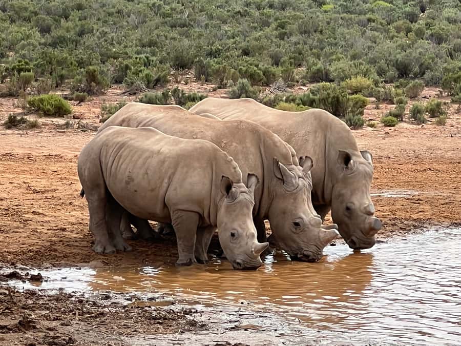 From Cape Town: Big Five Safari Experience with Lunch - Key Things to Know Before You Go on a Big Five Safari Day