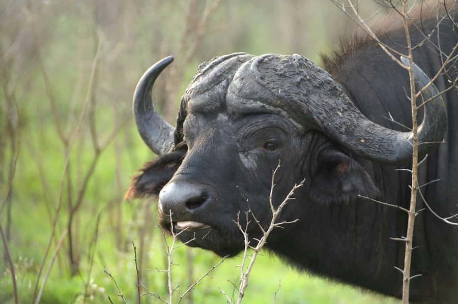 From Cape Town: Big Five Safari Experience with Lunch - How This One-Day Big Five Safari Fits a Cape Town Schedule