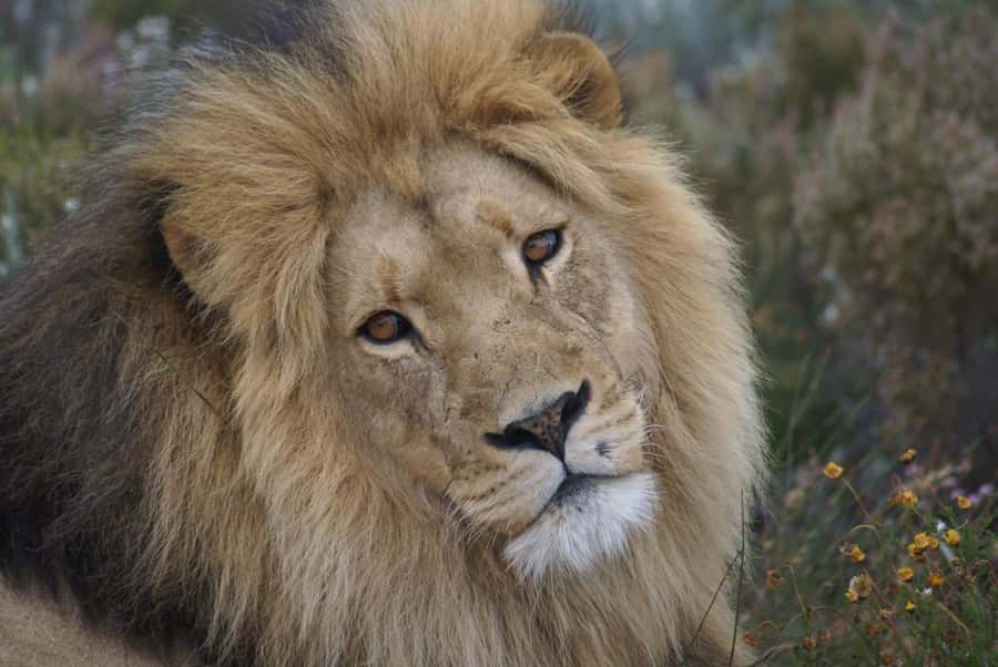 From Cape Town: Big Five Safari Experience with Lunch - Welcome Drink, Consent Form, and a Halal Buffet That Keeps You Fueled