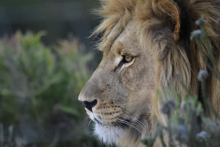 From Cape Town: Big Five Safari Experience with Lunch - The Game Drive: 2.5 to 3 Hours With Rangers on the Hunt