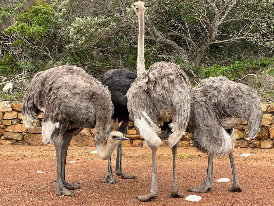 From Cape Town: Big Five Safari Experience with Lunch - Big Five Focus, Plus the Other Animals You Often Notice First