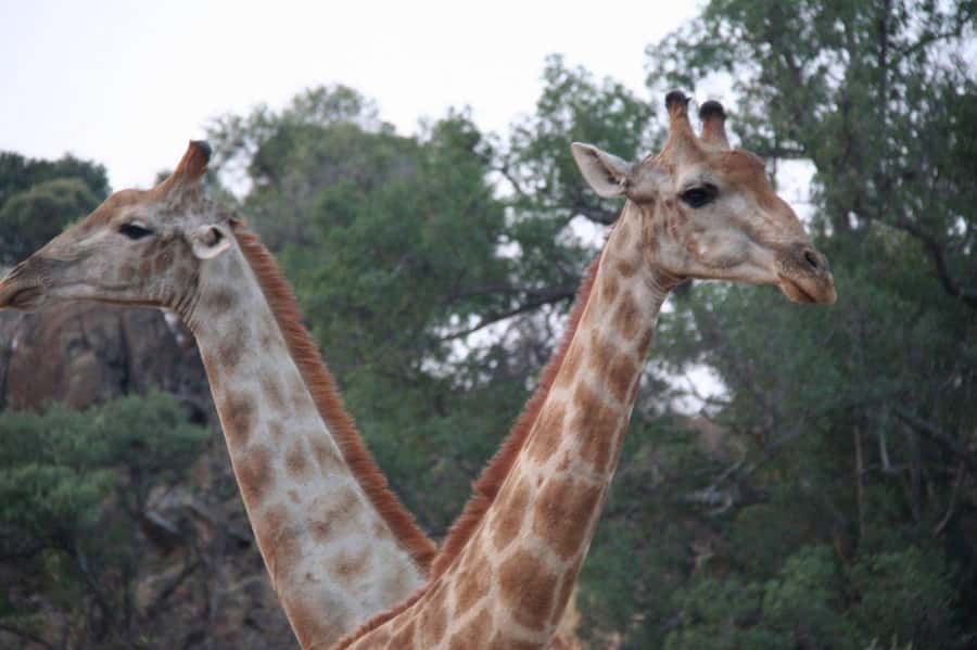 From Cape Town: Big Five Safari Experience with Lunch - Price and Value: What You Really Get for $137