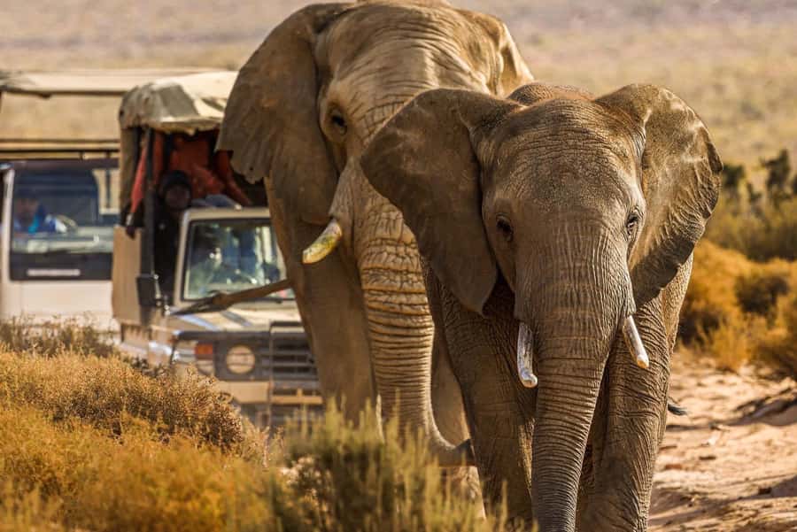 From Cape Town: Big Five Safari Experience with Lunch - Pickup, Transport, and the Start of Your Safari Day
