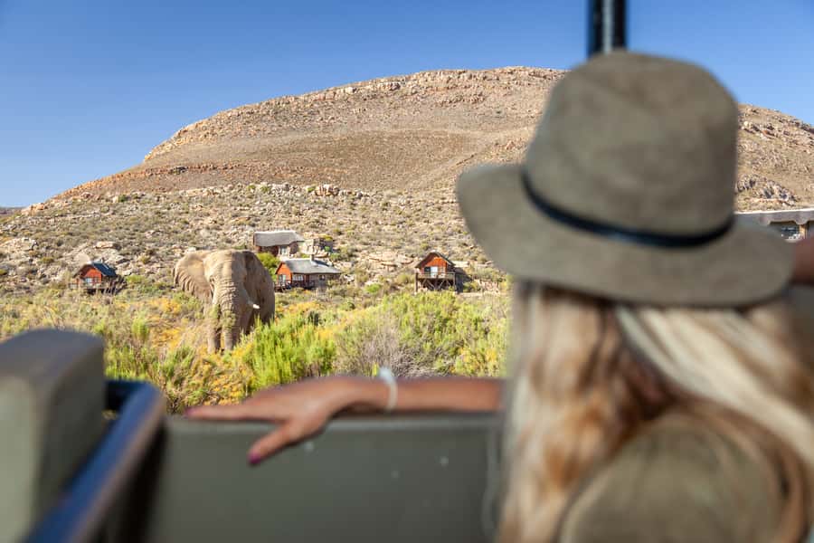 From Cape Town: Big Five Sunset Safari incl. Transportation - Welcome drinks and snacks: small extras that help you enjoy the hunt