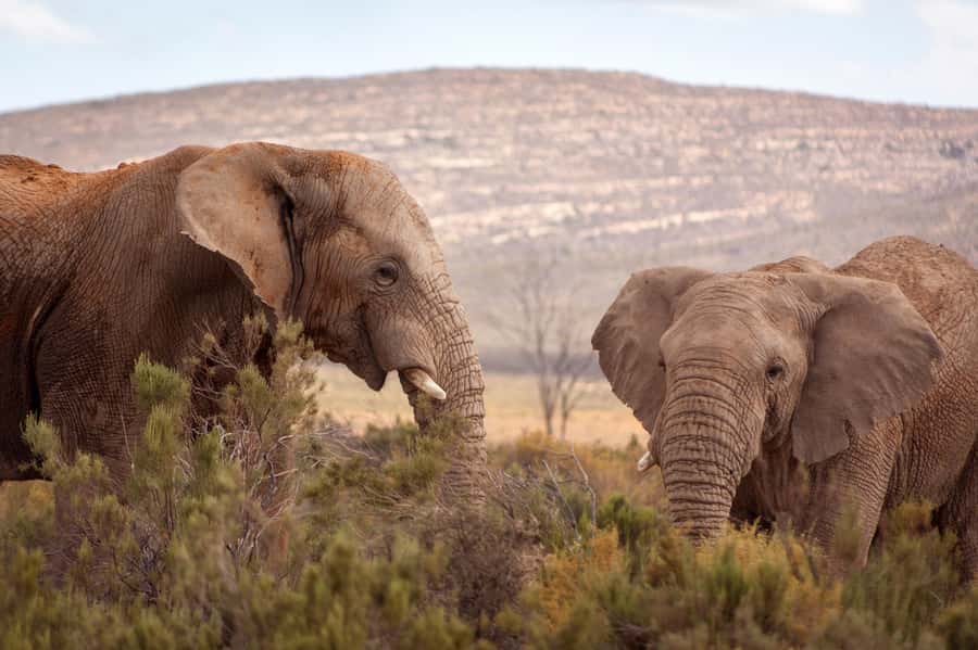 From Cape Town: Big Five Sunset Safari incl. Transportation - Group size, shared vehicles, and how to make it feel personal