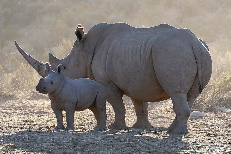 From Cape Town: Big Five Sunset Safari incl. Transportation - Should you book this Big Five Sunset Safari from Cape Town?