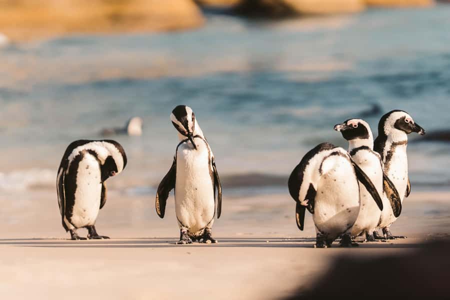 From Cape Town: Cape Agulhas, Penguins, Wine Tasting Tour - Why Cape Agulhas feels like the end of the road from Cape Town