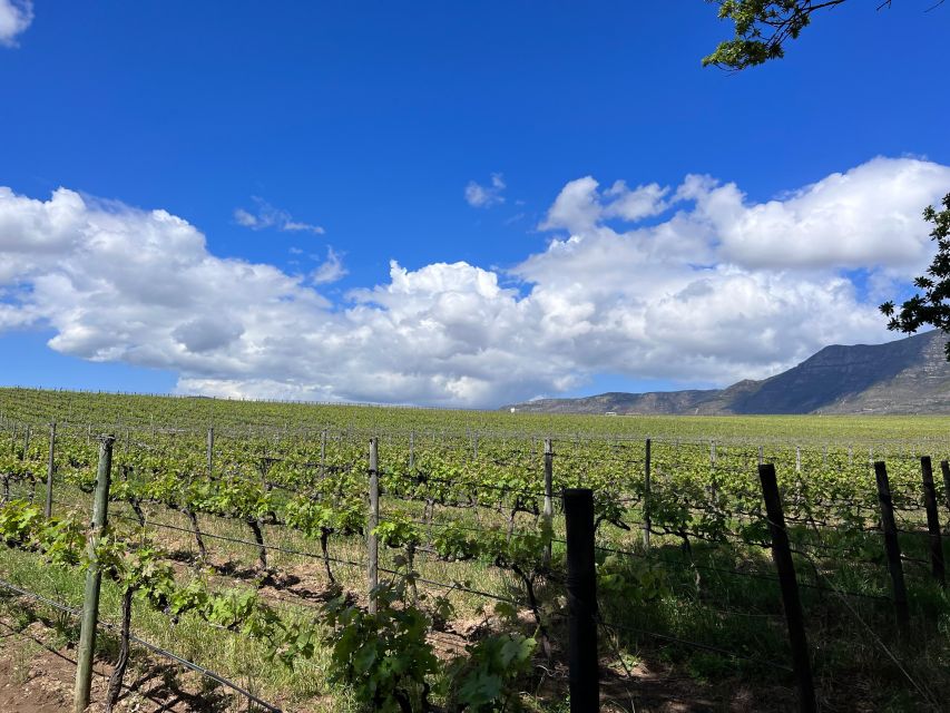 From Cape Town: Cape Agulhas, Penguins, Wine Tasting Tour - Hermanus lunch and the seasonal whale option