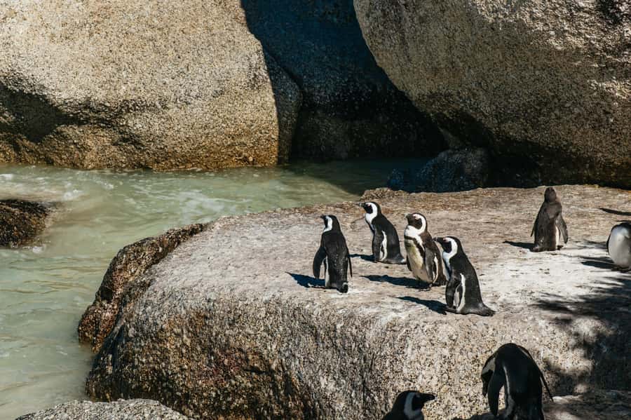 From Cape Town: Cape Peninsula & Boulders Penguin Beach Tour - Key highlights worth getting excited about