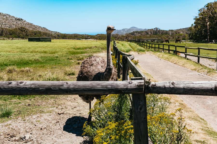 From Cape Town: Cape Peninsula & Boulders Penguin Beach Tour - Noordhoek Farm Village break: coffee and legs reset
