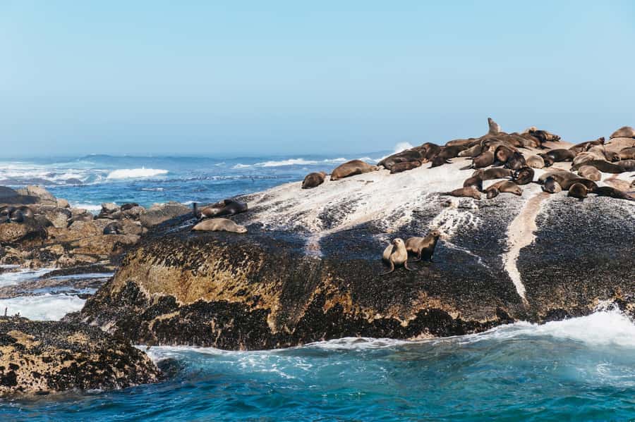 From Cape Town: Cape Peninsula & Boulders Penguin Beach Tour - Cape Point National Park: hike time with lighthouse payoff