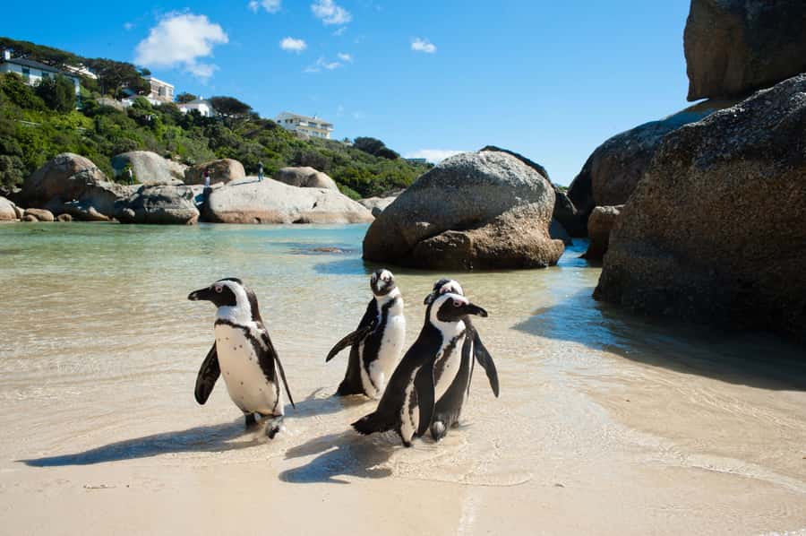 From Cape Town: Cape Point and Boulders Beach Full-Day Tour - The Cape of Good Hope hike, where the two oceans feeling becomes real