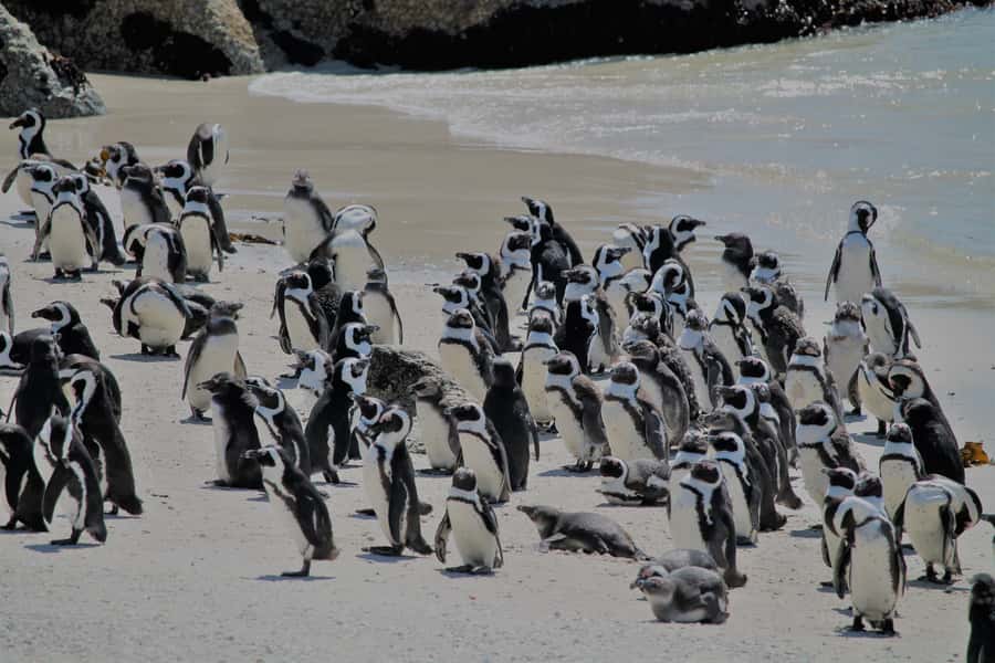 From Cape Town: Cape Point and Boulders Beach Half-Day Tour - Price and value: how $40 stacks up for Cape Town