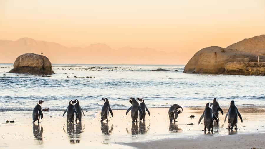 From Cape Town: Cape Point & Boulders Beach Full-Day Tour - Key Things I’d Book For