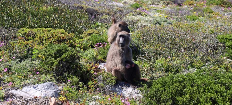 From Cape Town: Cape Point & Boulders Beach Full-Day Tour - The Big Picture: A 10-Hour Cape Peninsula Hit List