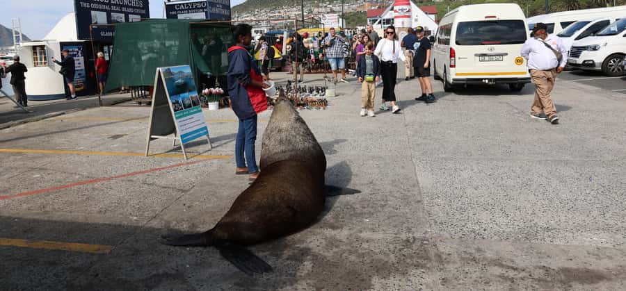 From Cape Town: Cape Point & Boulders Beach Full-Day Tour - Chapmans Peak Drive Photo Stops: Fast, Famous, and Scenic