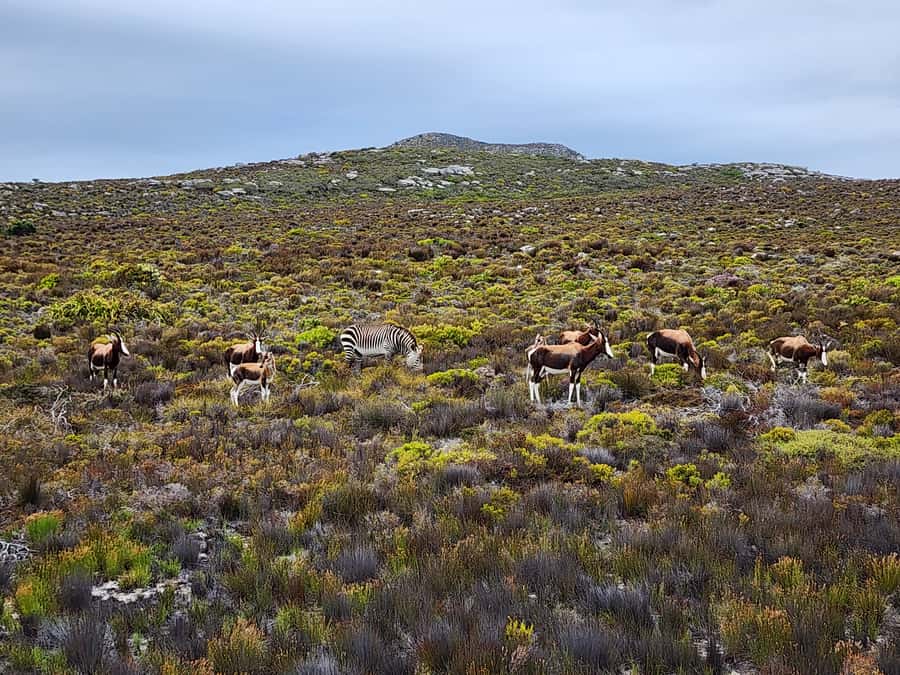 From Cape Town: Cape Point & Boulders Beach Full-Day Tour - Simons Town Harbour: Lunch, History, and a Breather