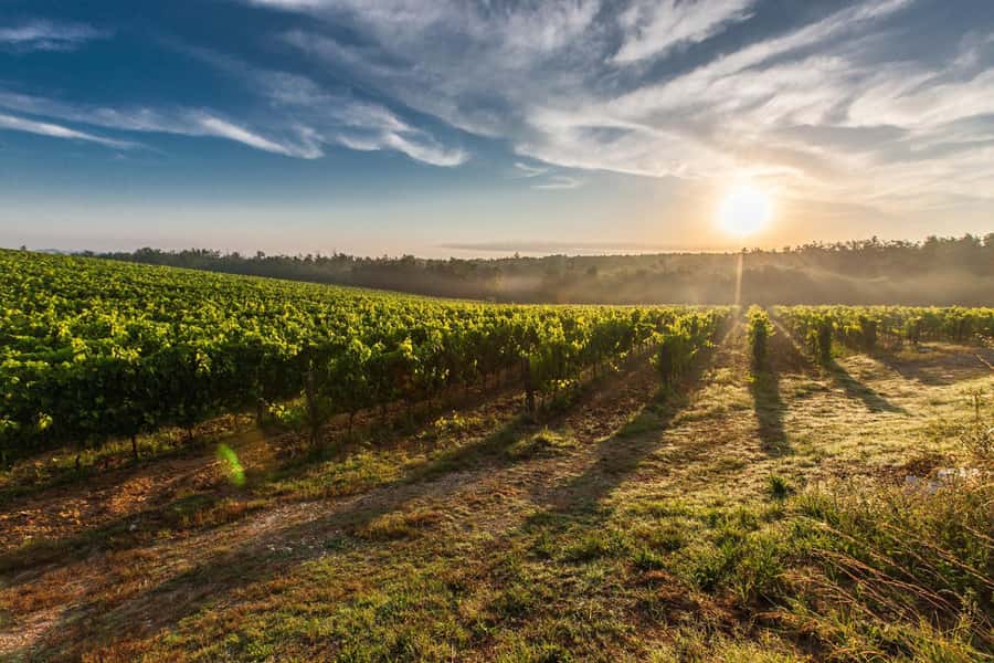 From Cape Town: Cape Winelands Full-Day Private Tour - Delaire Graff grand finale, then lunch where you want it