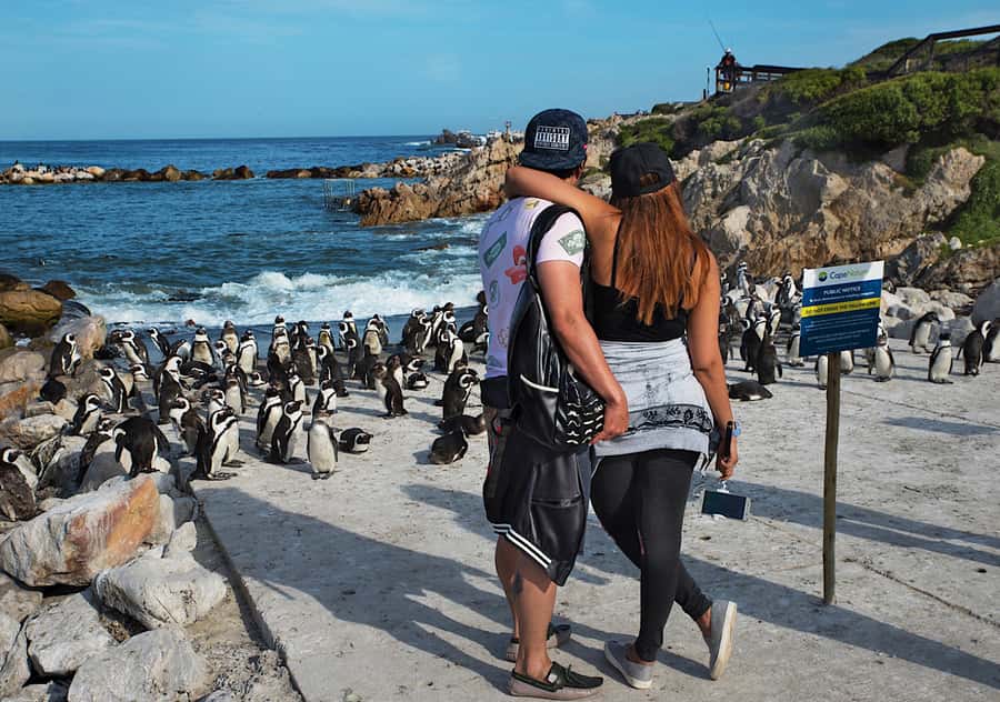 From Cape Town: Full-Day Cape Agulhas Private Tour - Stony Point Penguins, Close Viewing Without the Fuss
