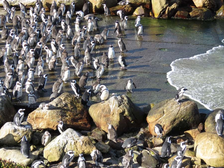 From Cape Town: Full-Day Cape Agulhas Private Tour - The Lighthouse Visit, Why This One Is Worth the Steps